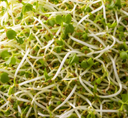 Alfalfa