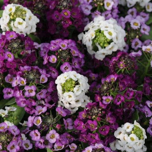 Alyssum Clear Crystal Mixed