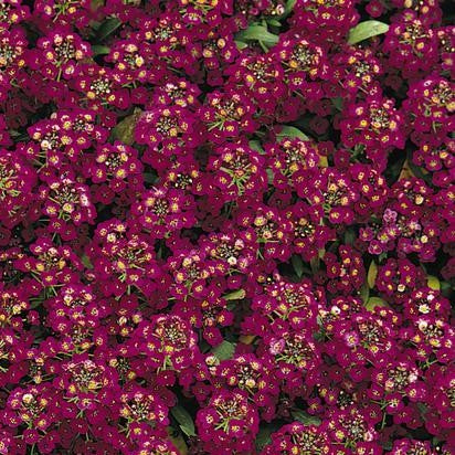 Alyssum Easter Bonnet Violet