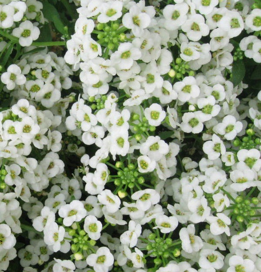 Alyssum North Face White