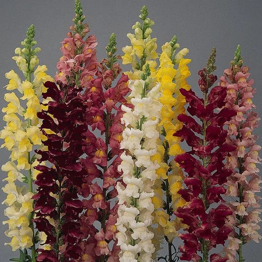 Antirrhinum Rocket Bronze