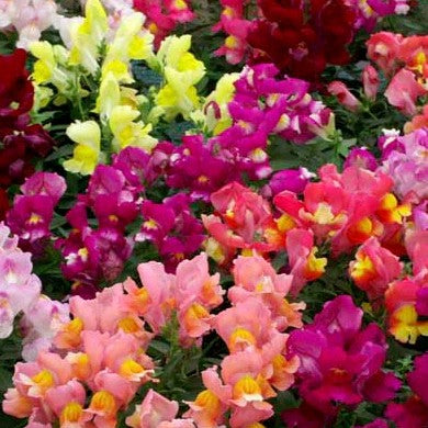 Antirrhinum Twinny (F1 Double)