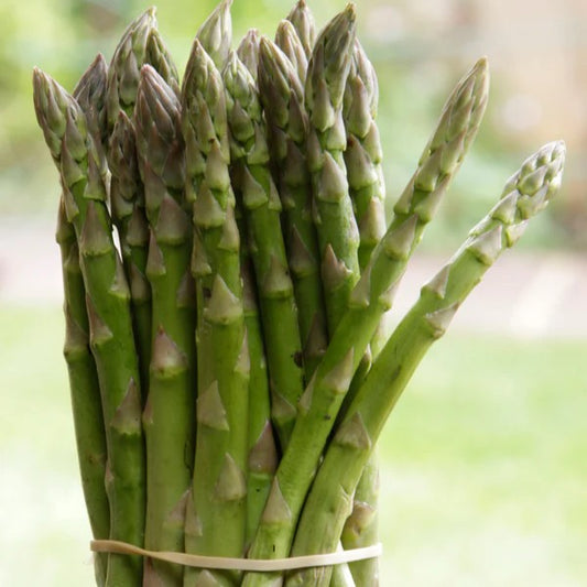 Asparagus Uc157 F2 Hybrid