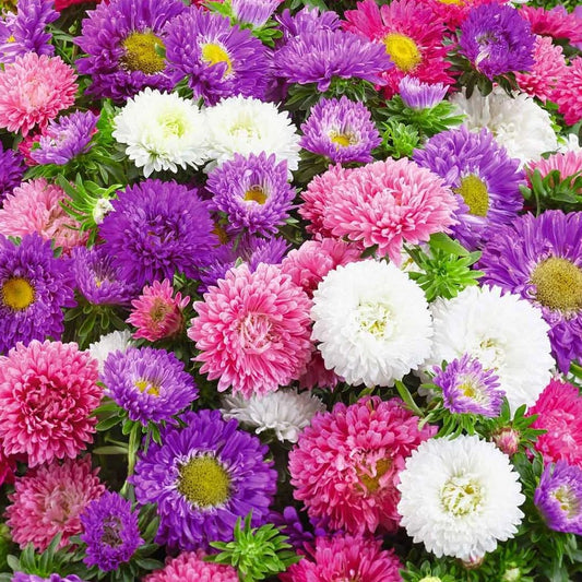 Aster Colour Carpet Mix