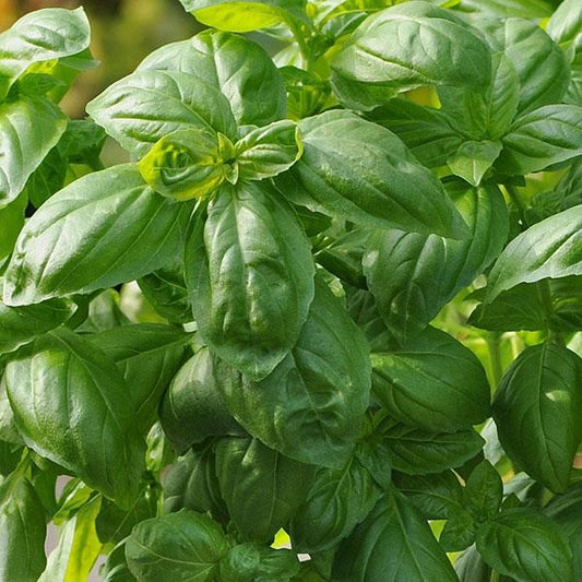 Basil Dolce Fresca