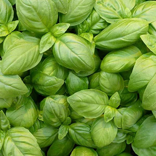 Basil Eleonora