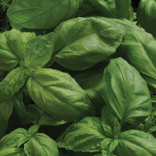 Basil Sweet Large Leaved