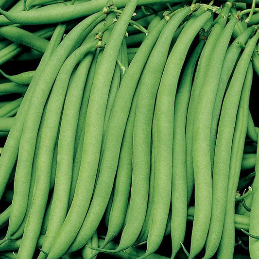 Beans Malelane (Bush Bean)