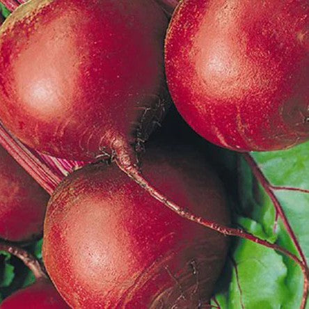 Beetroot Detroit Dark Red