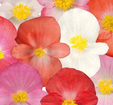 Begonia Sprint Maxi Plus
