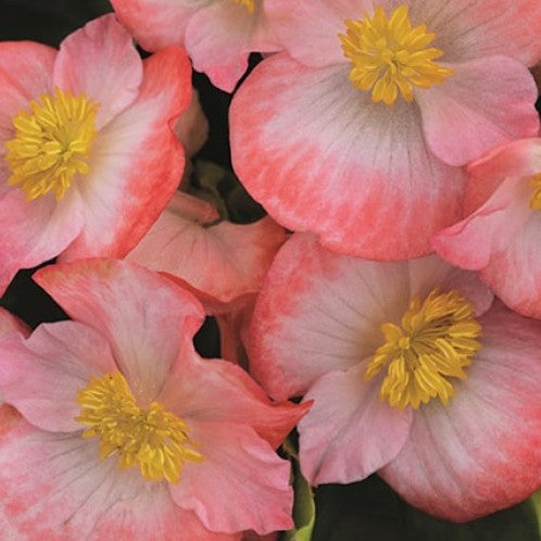 Begonia Sprint Plus Blush