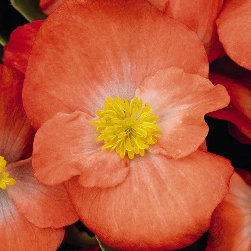 Begonia Sprint Plus Orange