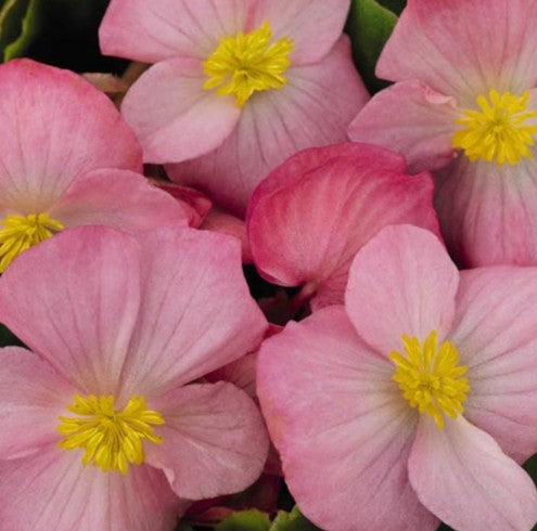 Begonia Sprint Plus Pink