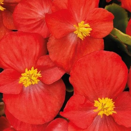 Begonia Sprint Plus Red