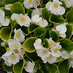Begonia Sprint Plus White