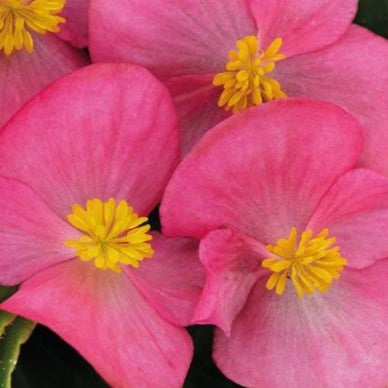Begonia Sprint Plus Rose