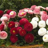 Bellis Habanera Own Mix