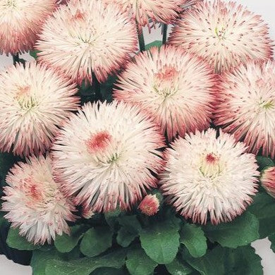 Bellis Habanera Rose