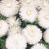 Bellis Habanera White