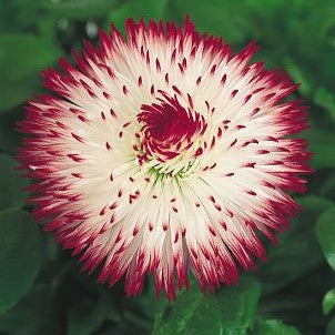 Bellis Habanera White with Red Tips