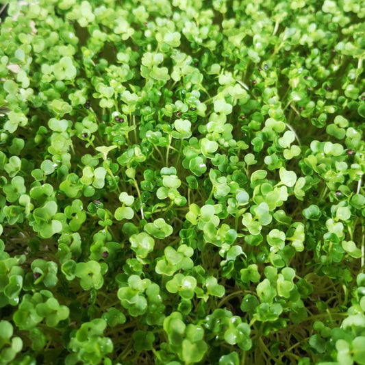 Broccoli Sprouting Seed