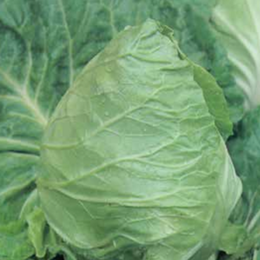 Cabbage Cape Spitz