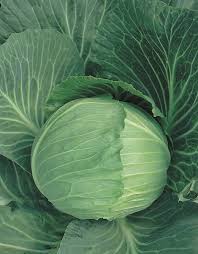 Cabbage Copenhagen Market