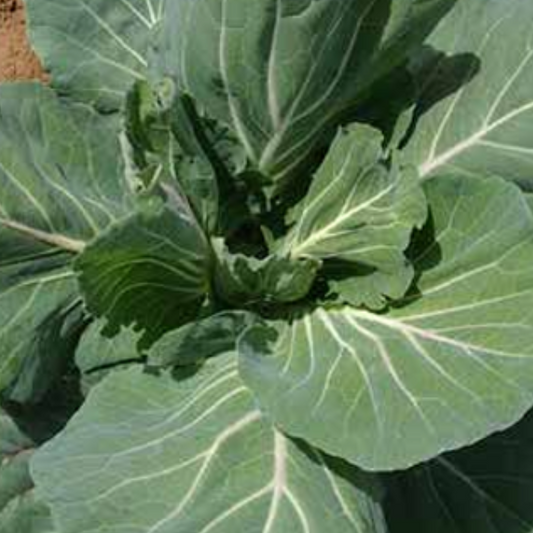 Cabbage Tronchuda
