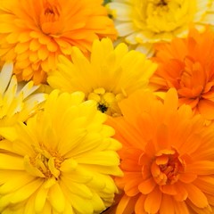 Calendula Bon Bon Mixed