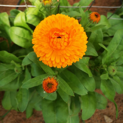 Calendula Bon Bon Mixed