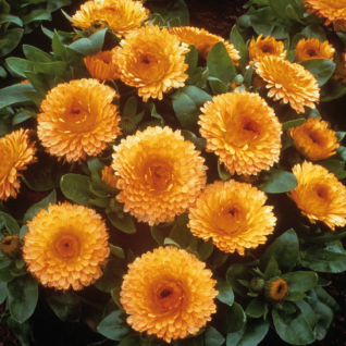 Calendula Bon Bon Apricot
