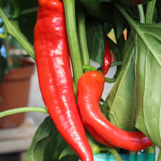 Capsicum Paprika Supreme - Chili