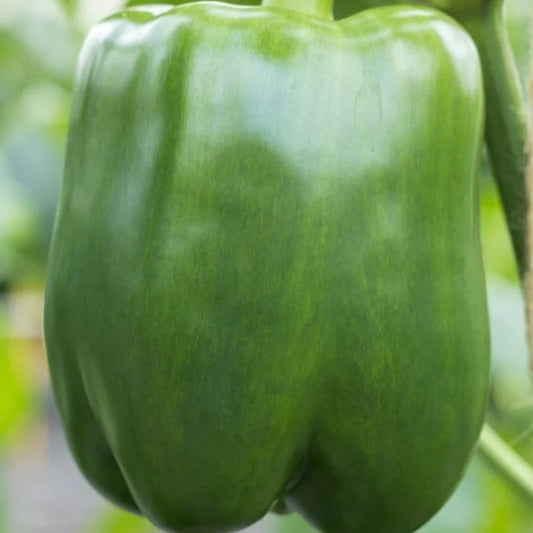 Capsicum California Wonder - Green Bell Pepper