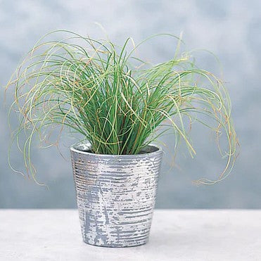 Carex Frosted Curls