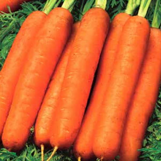 Carrot Nantes