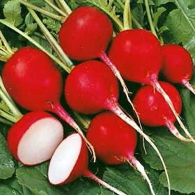 Cherry Belle Radish