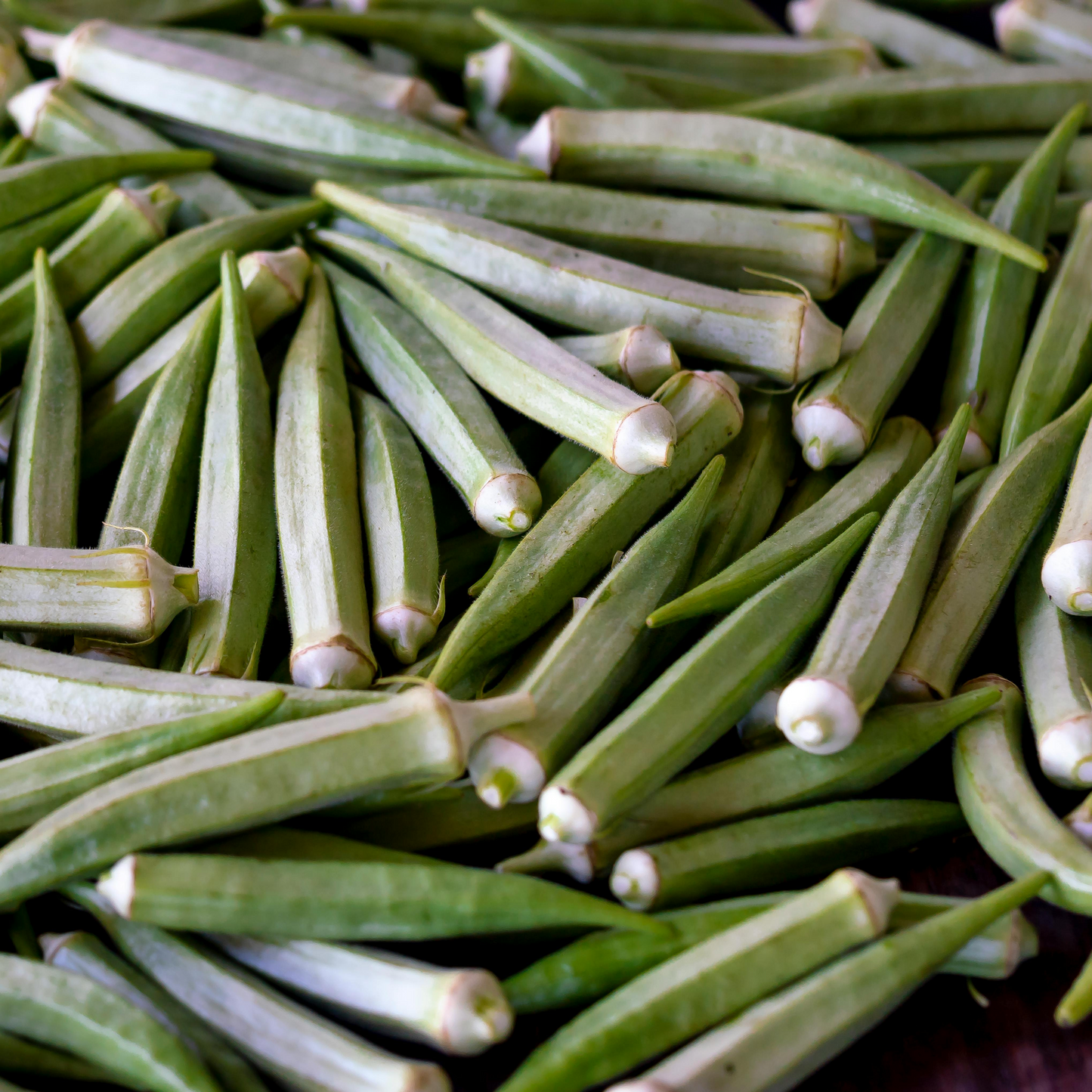 Clemons Spineless Okra