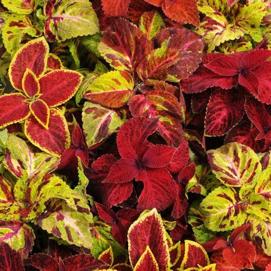 Coleus Wizard Mix