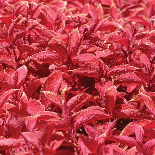 Coleus Wizard Sunset