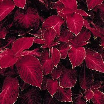 Coleus Wizard Velvet Red