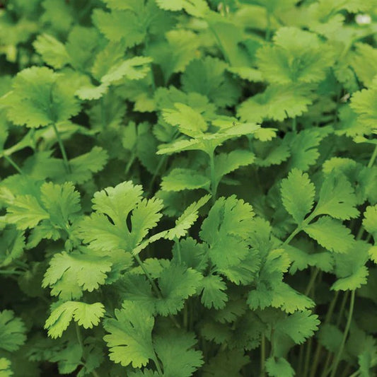 Coriander