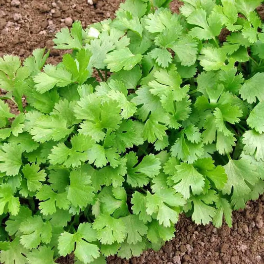 Coriander Slow Bolt