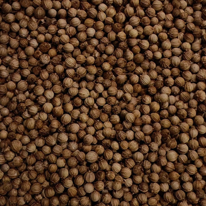 Coriander Mircrogreen Seeds