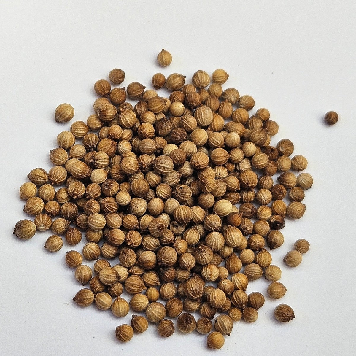 Coriander Mircrogreen Seeds – Seeds 4 You (Pty) Ltd