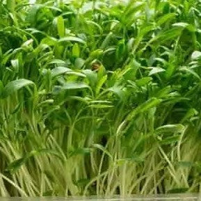 Coriander Mircrogreen Seeds