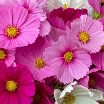 Cosmos Sensation Mix