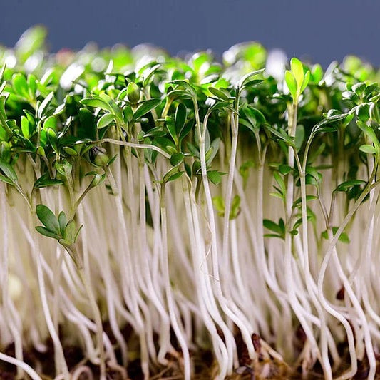 Cress Garden