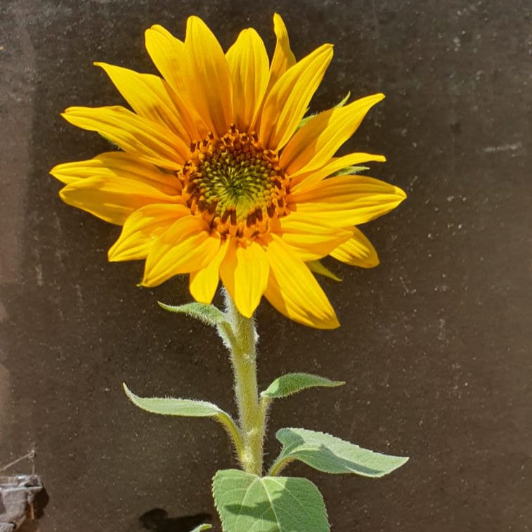 Helianthus Dwarf Sunspot