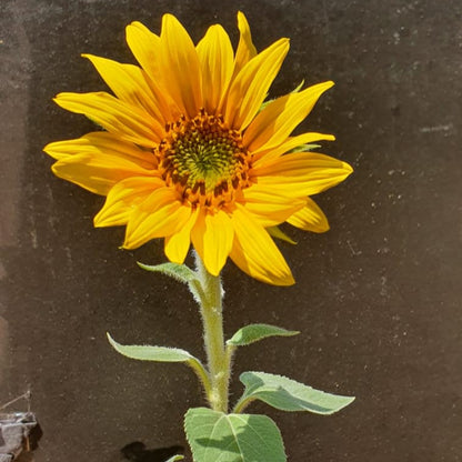 Helianthus Dwarf Sunspot