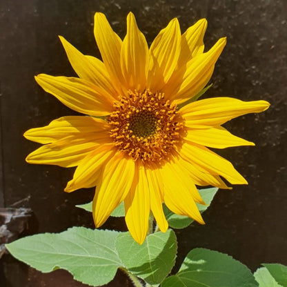 Helianthus Dwarf Sunspot